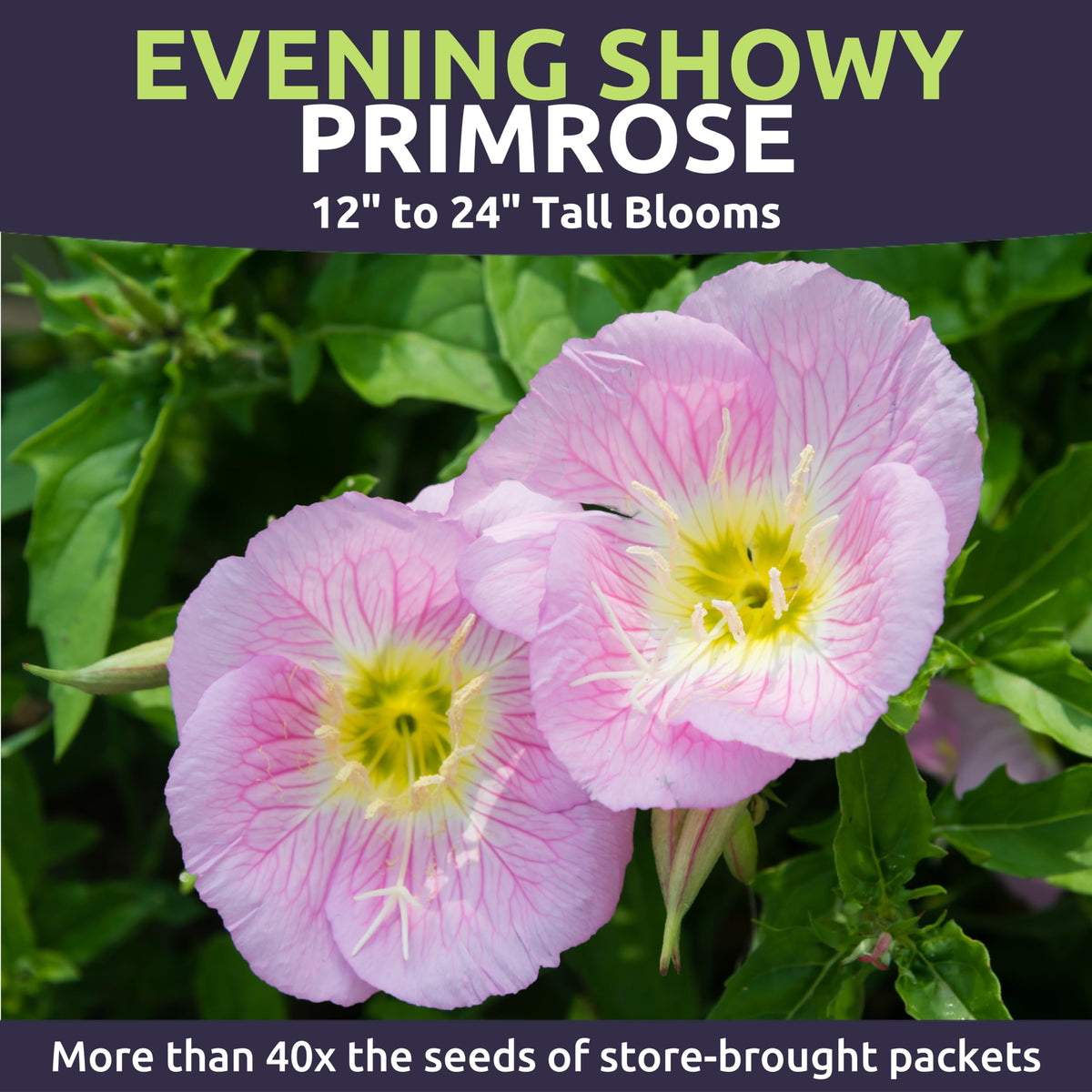 Sweet Yards Primrose Evening Showy night-blooming flowers attract nighttime pollinators.