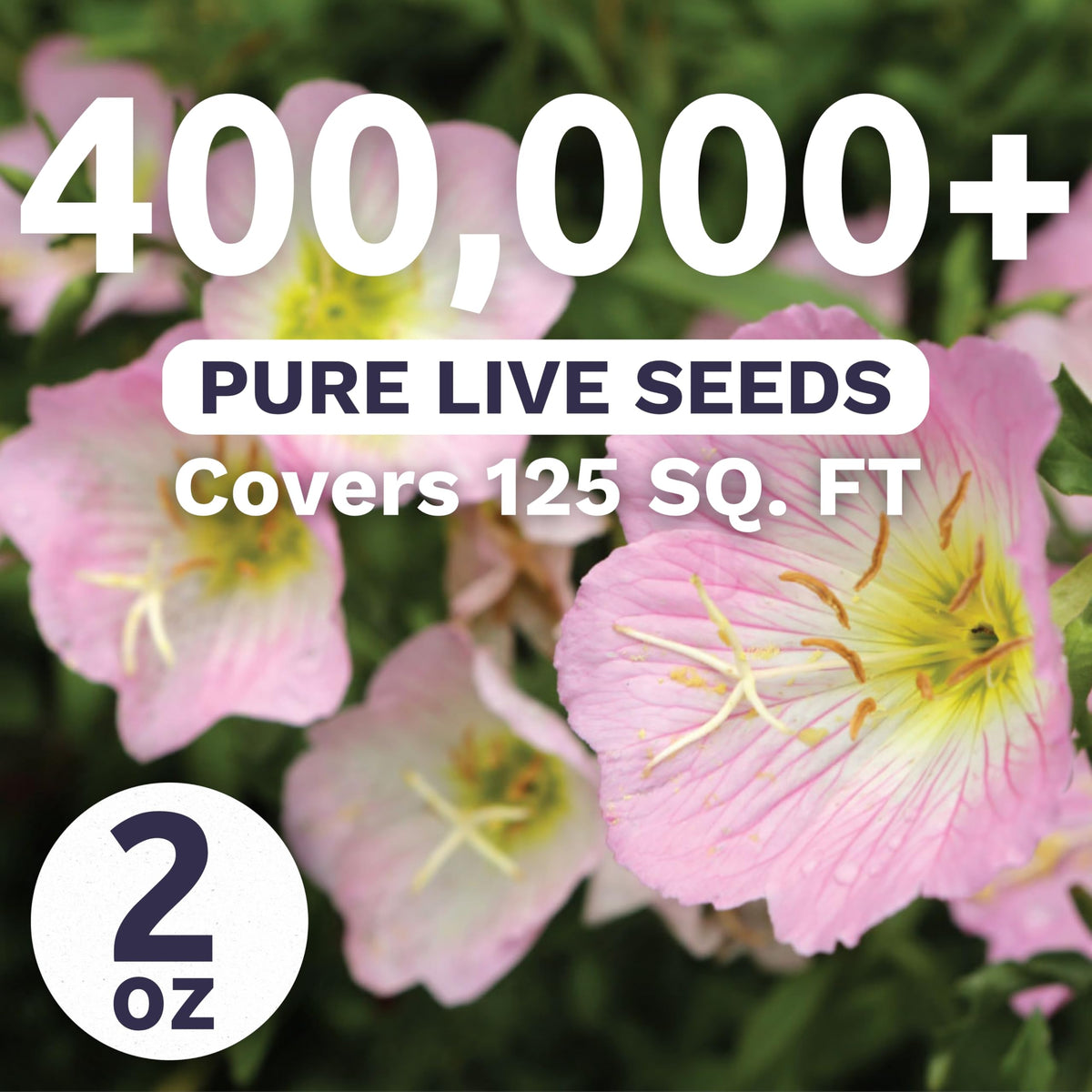 Sweet Yards Primrose Evening Showy pale pink blooms at dusk brighten borders.
