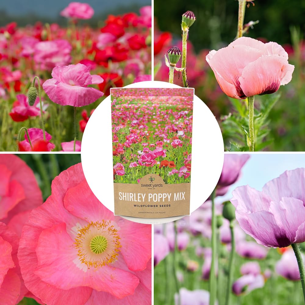 SWEET YARDS Shirley Poppy seeds offer seasonal color without chemical inputs.