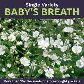 Sweet Yards Showy Baby's Breath blooms in borders form soft white clouds.