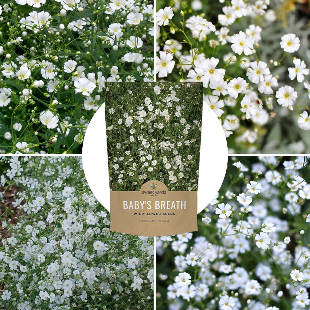 Sweet Yards Showy Baby's Breath covers 1,600 sq ft of garden with blooms.
