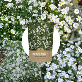 Sweet Yards Showy Baby's Breath covers 1,600 sq ft of garden with blooms.