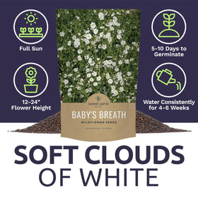 Sweet Yards Showy Baby's Breath open-pollinated Non-GMO seeds for natural planting.