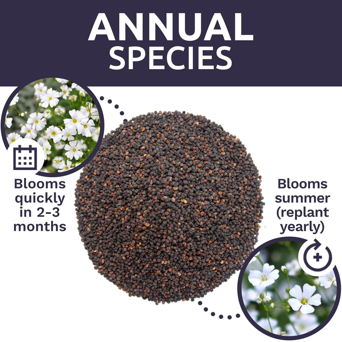 Sweet Yards Showy Baby's Breath delivers quick blooms in as little as 45 days.