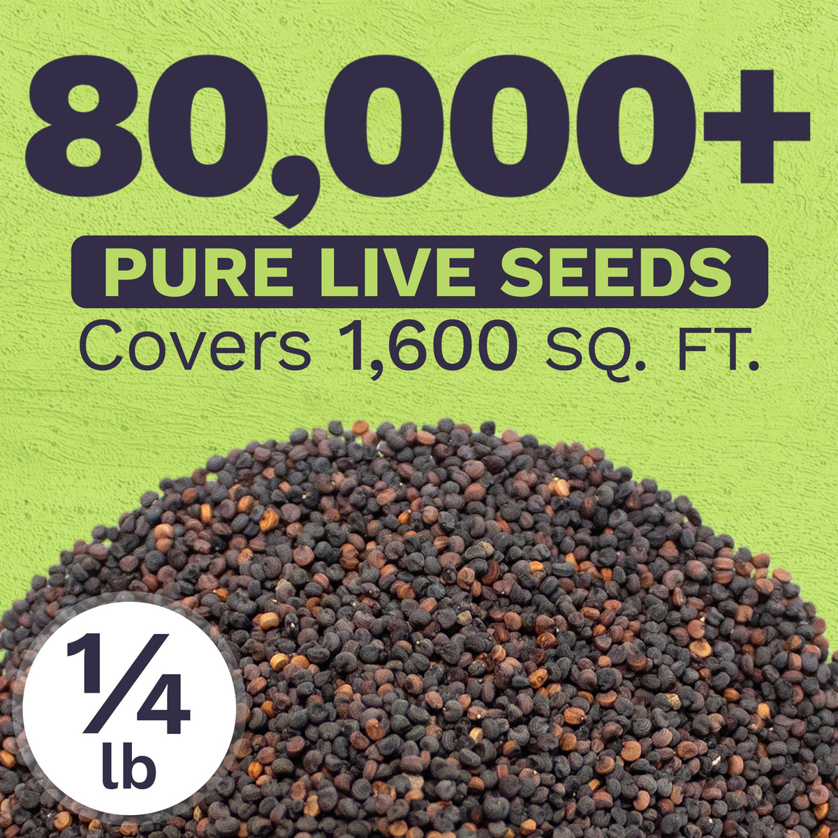 Sweet Yards Baby's Breath ready-to-plant blooms for rapid garden coverage.