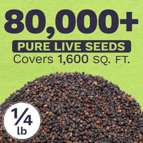Sweet Yards Baby's Breath ready-to-plant blooms for rapid garden coverage.