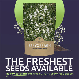 Sweet Yards Showy Baby's Breath seeds close-up showing premium quality and germination potential.