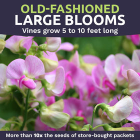 Sweet Yards sweet-pea-bouquet-idea ideal for cottage garden arrangements