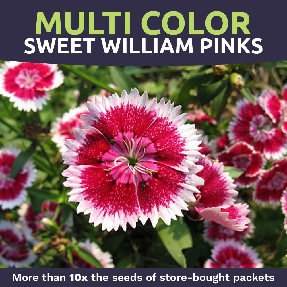 Sweet Yards Sweet William seeds offer abundant flowering over season.