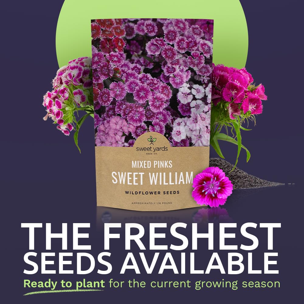 Sweet Yards Sweet William pink mix is ideal for cottage gardens.