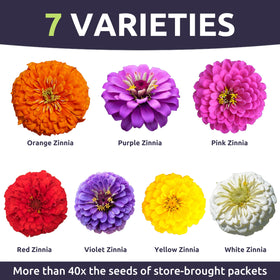 Sweet Yards Zinnia Dahlia Mix adds vibrant color to borders