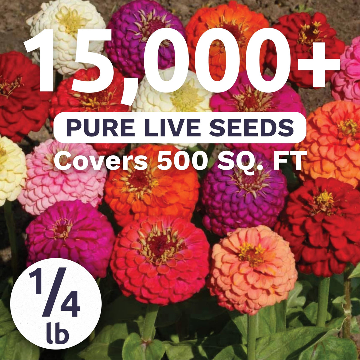 Zinnia Lilliput Mix blossoms in rainbow colors for containers and borders