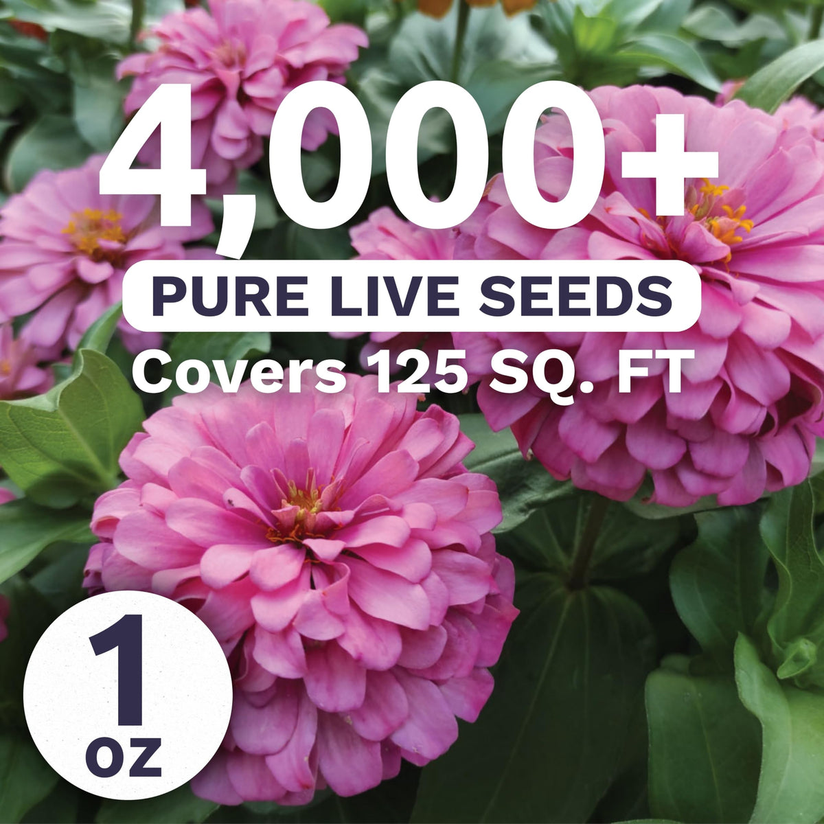 Sweet Yards Zinnia Luminosa pink bloom close-up for bouquets