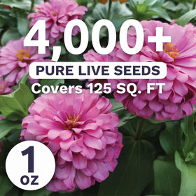 Sweet Yards Zinnia Luminosa pink bloom close-up for bouquets
