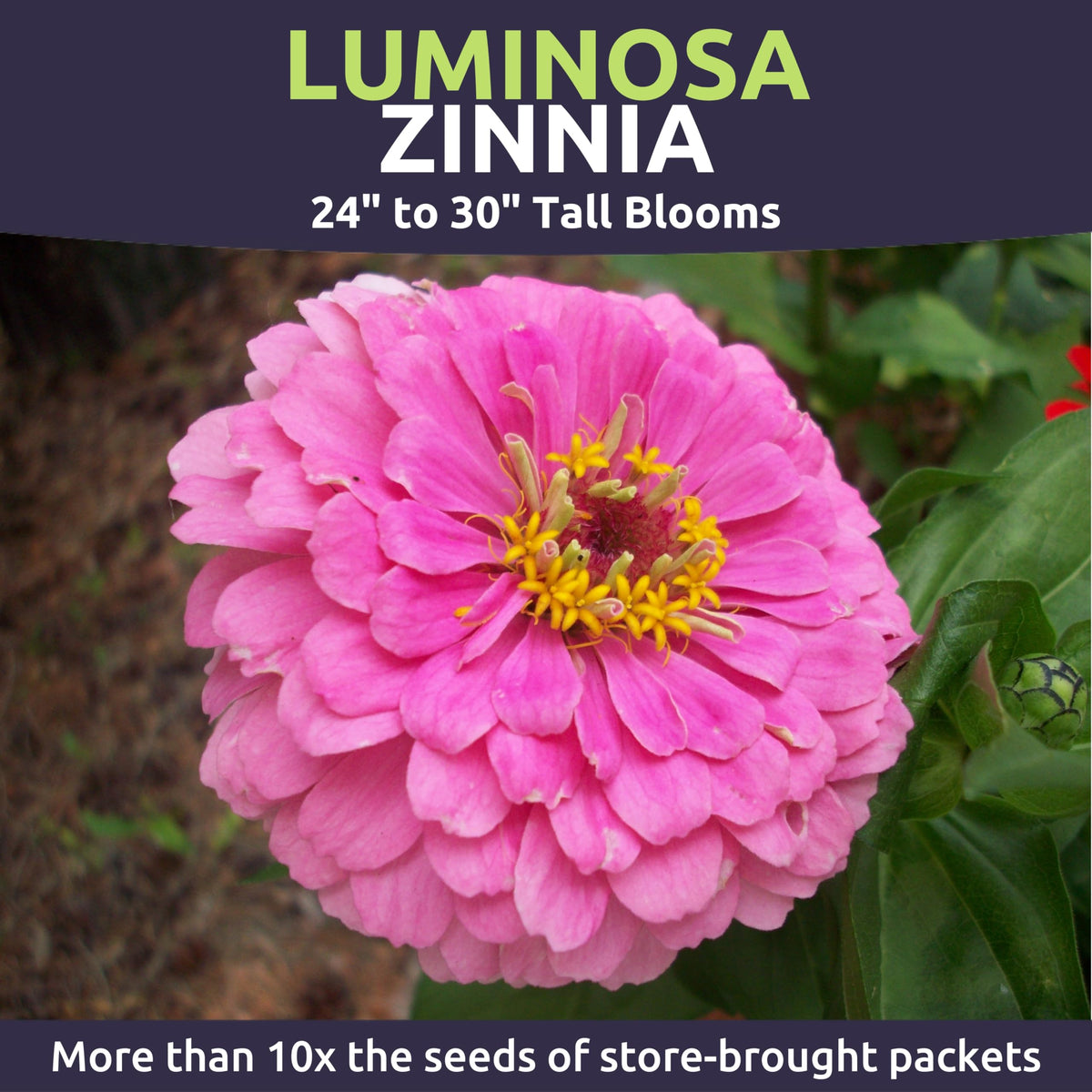 Sweet Yards Zinnia Luminosa garden display in sunny border