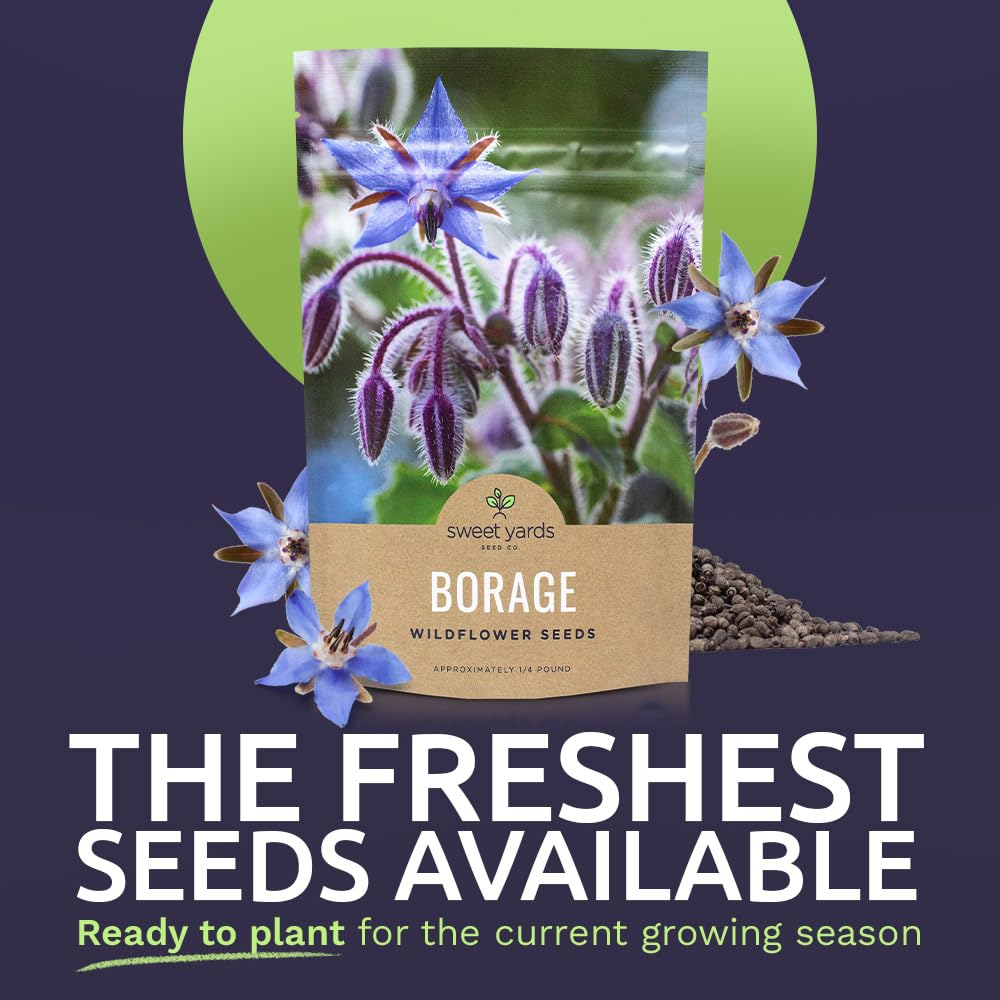 Sweet Yards borago seeds close-up show tiny fresh seeds for germination.