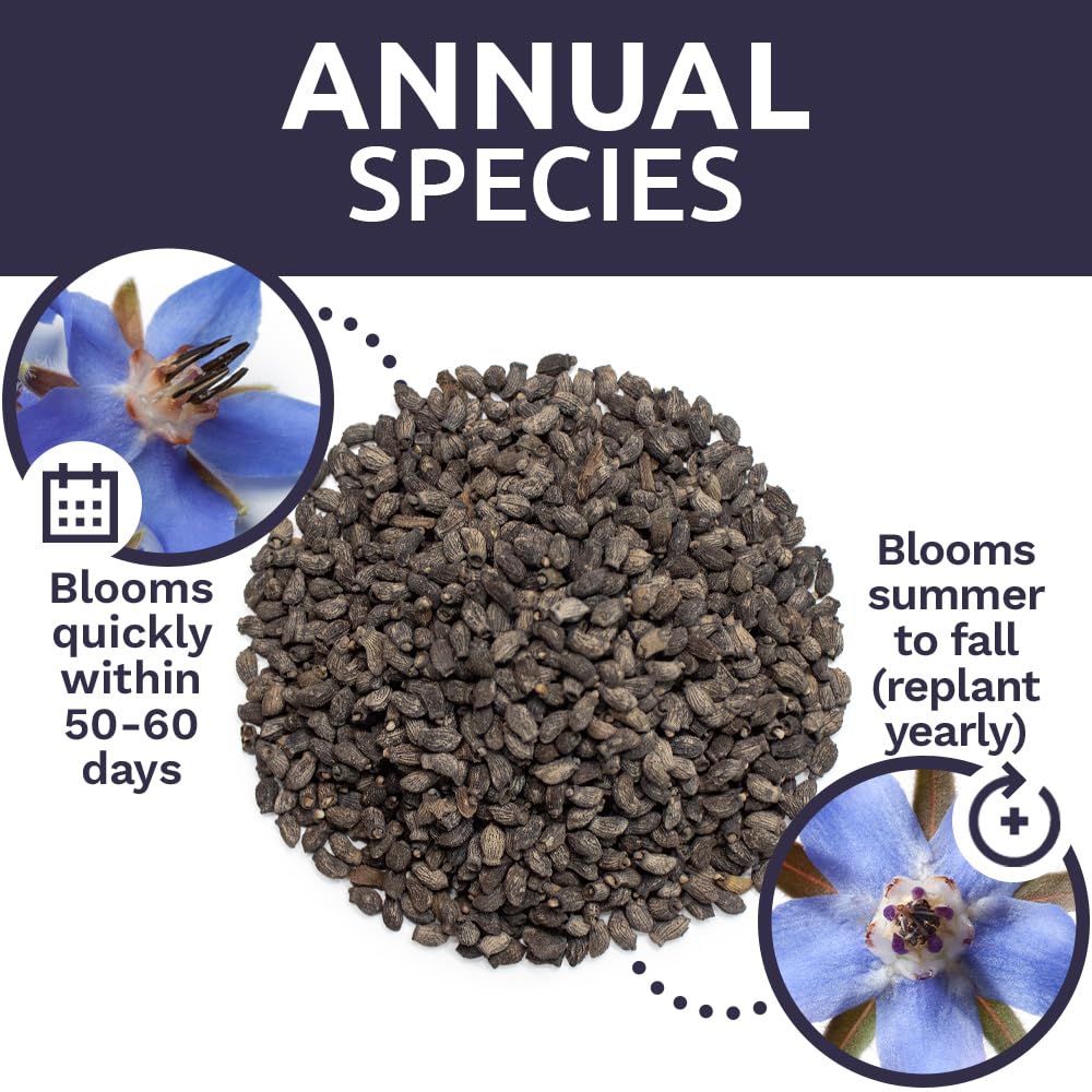 Sweet Yards borago seeds ideal for gifting and sharing with fellow gardeners.