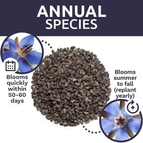 Sweet Yards borago seeds ideal for gifting and sharing with fellow gardeners.