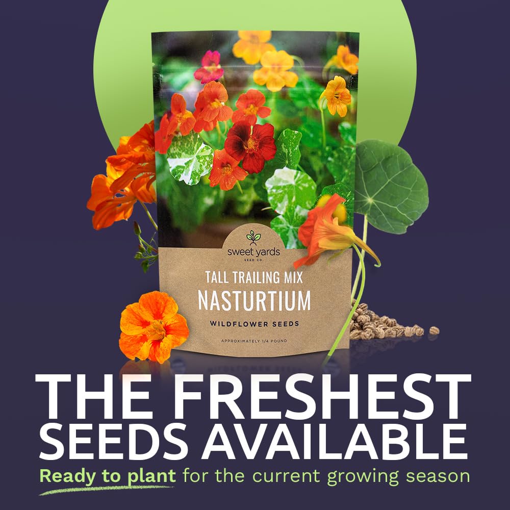 Sweet Yards Nasturtium seeds in an open bag ready for quick sowing.