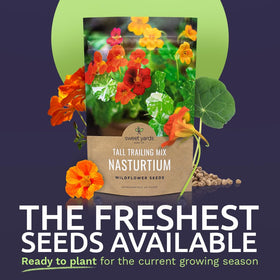 Sweet Yards Nasturtium seeds in an open bag ready for quick sowing.