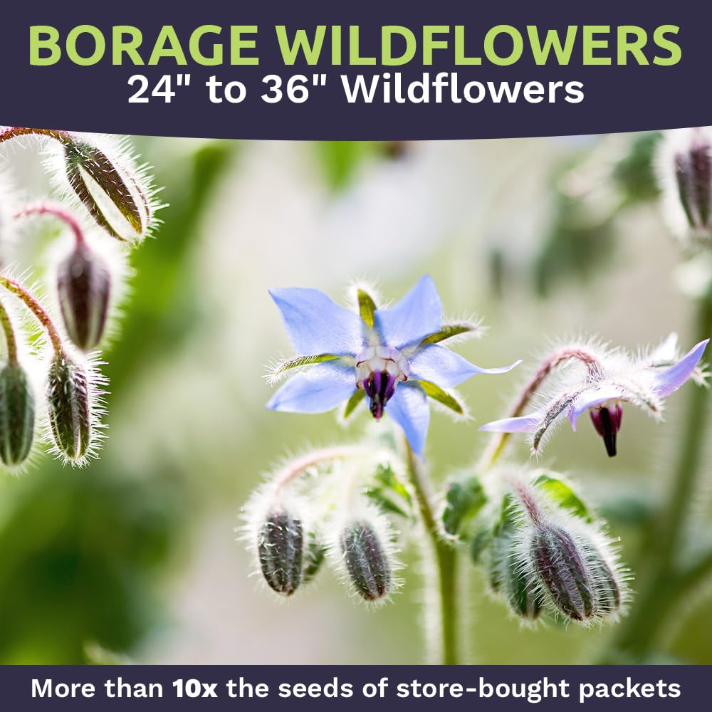 Sweet Yards non-GMO borago seed batch suitable for sustainable gardening.