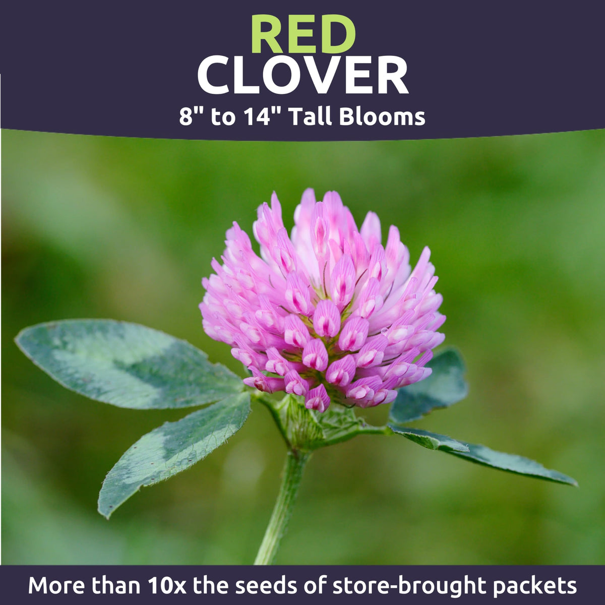 SWEET YARDS Red Clover blooms attract bees and provide nectar for pollinators.