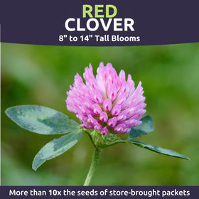 SWEET YARDS Red Clover blooms attract bees and provide nectar for pollinators.