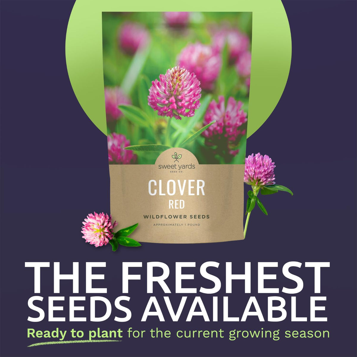 SWEET YARDS Red Clover in a pollinator garden attracting bees and butterflies.