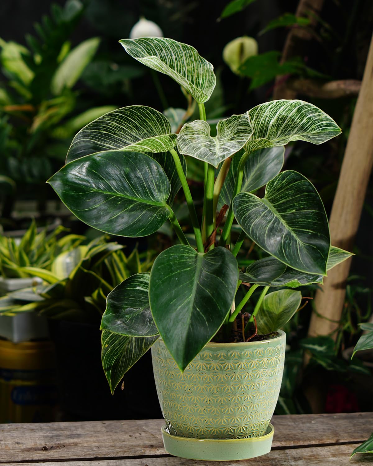 Swicken sage-green packaged planter ready for gifting or office decor