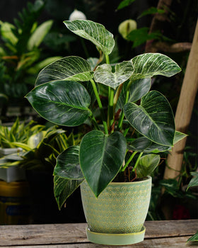 Swicken sage-green packaged planter ready for gifting or office decor