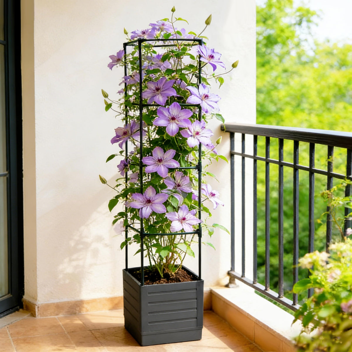 SYITCUN indoor-outdoor climbing plants using a solid trellis system.