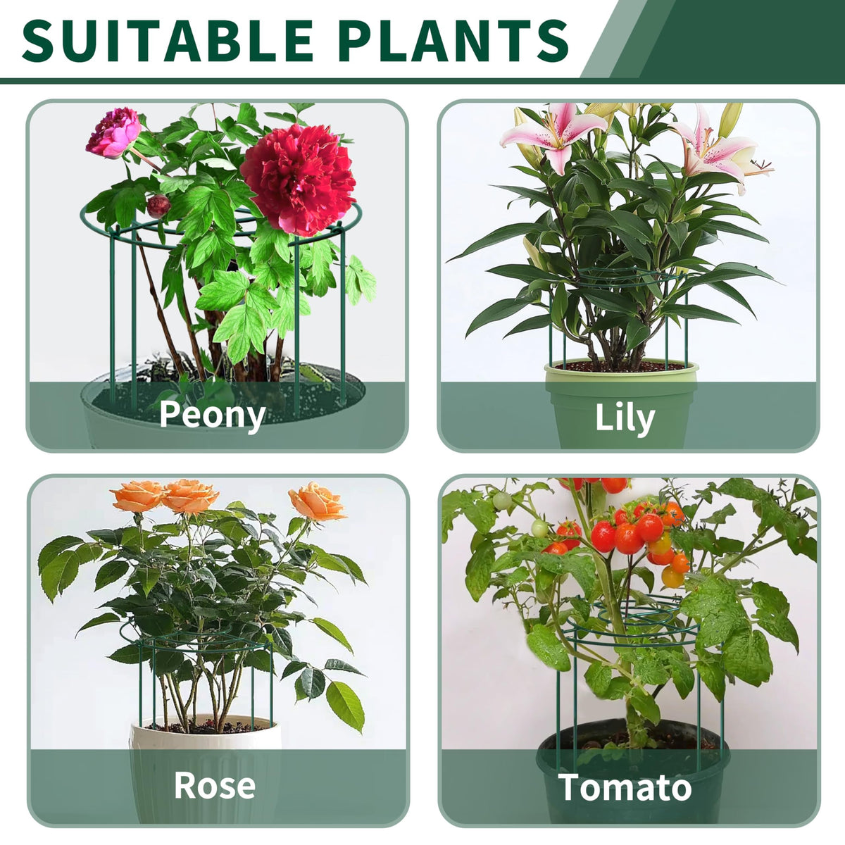 SYITCUN 24-inch cage offers added height for taller varieties and vines.