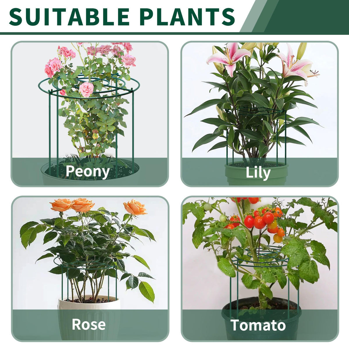 SYITCUN peony cage supporting peonies, roses, tomatoes, and cucumbers