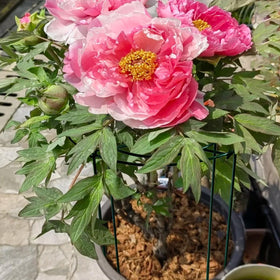 SYITCUN peony rings suit roses, cucumbers, hydrangeas, and more.
