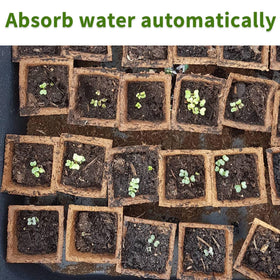 SYITCUN windowsill germination setup for compact indoor growing