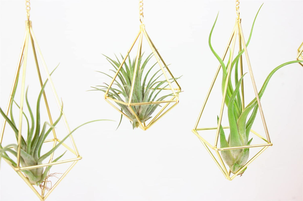 SZRUIZFZ air plant holders set packaging showcases the 5-piece kit