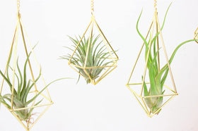 SZRUIZFZ air plant holders set packaging showcases the 5-piece kit