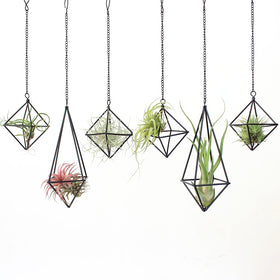 SZRUIZFZ black metal air plant hanger long octahedron on wall for space-saving display