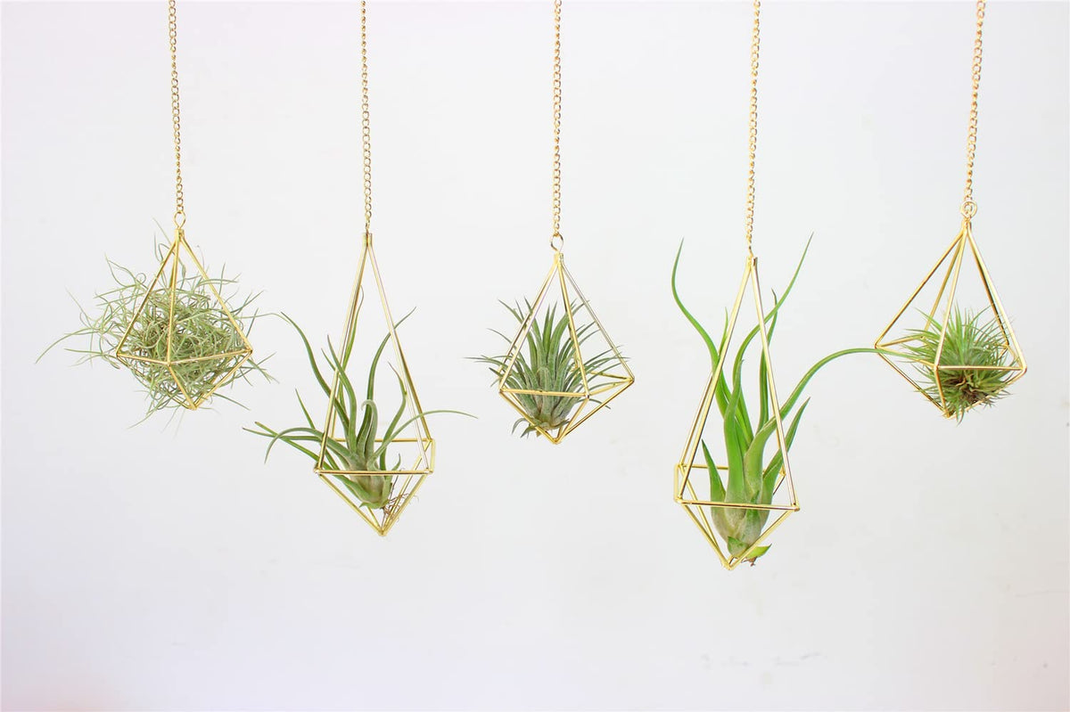 SZRUIZFZ hanging air plant display ready to elevate small spaces