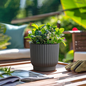 T4U 6-inch self-watering pot plant-care setup for busy homes.