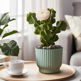T4U 6-pack self-watering pots ideal for gifting or starters
