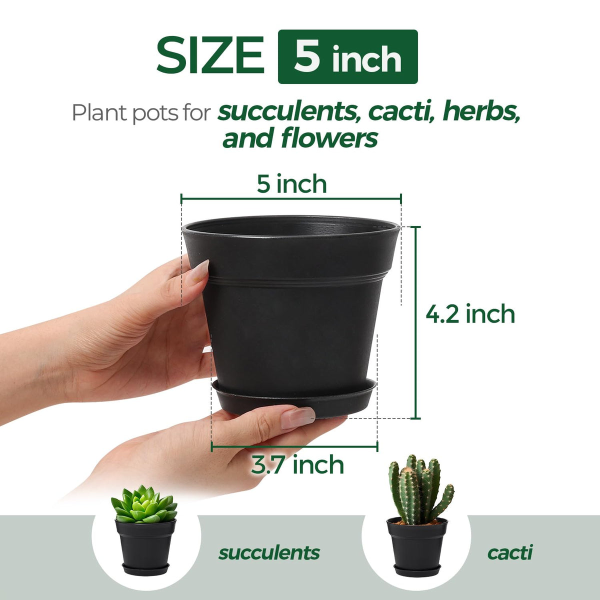 T4U 5-inch pot with drainage holes for healthy root flow.