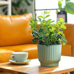 T4U self-watering pot reduces daily watering chores for plant lovers