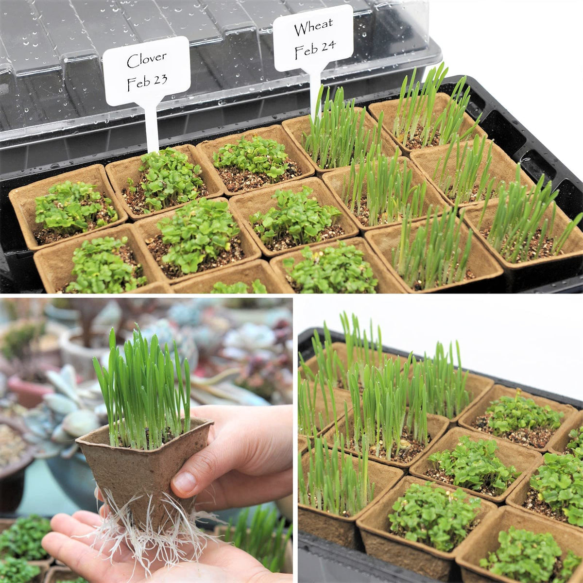 Taietc biodegradable seed starter pods simplify transplanting