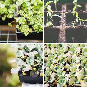 Taietc seed starter kit transplant-ready pods for garden planting