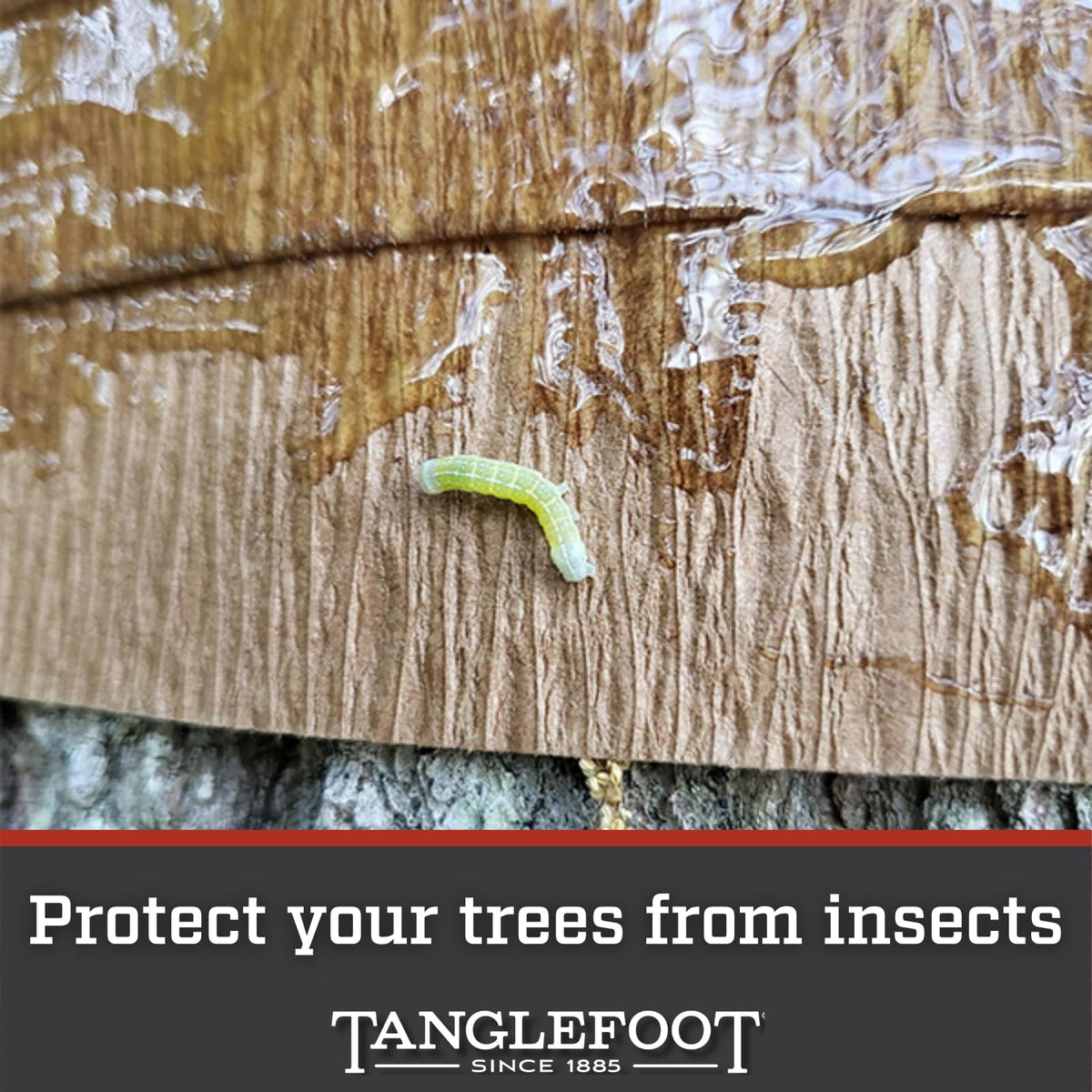 Tanglefoot Tangle-Guard offers winter protection for thin-barked trees