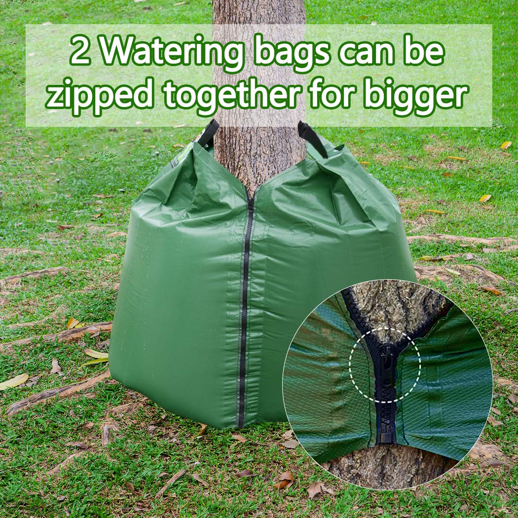 Tanzfrosch deep watering promotes root growth for transplant-ready trees