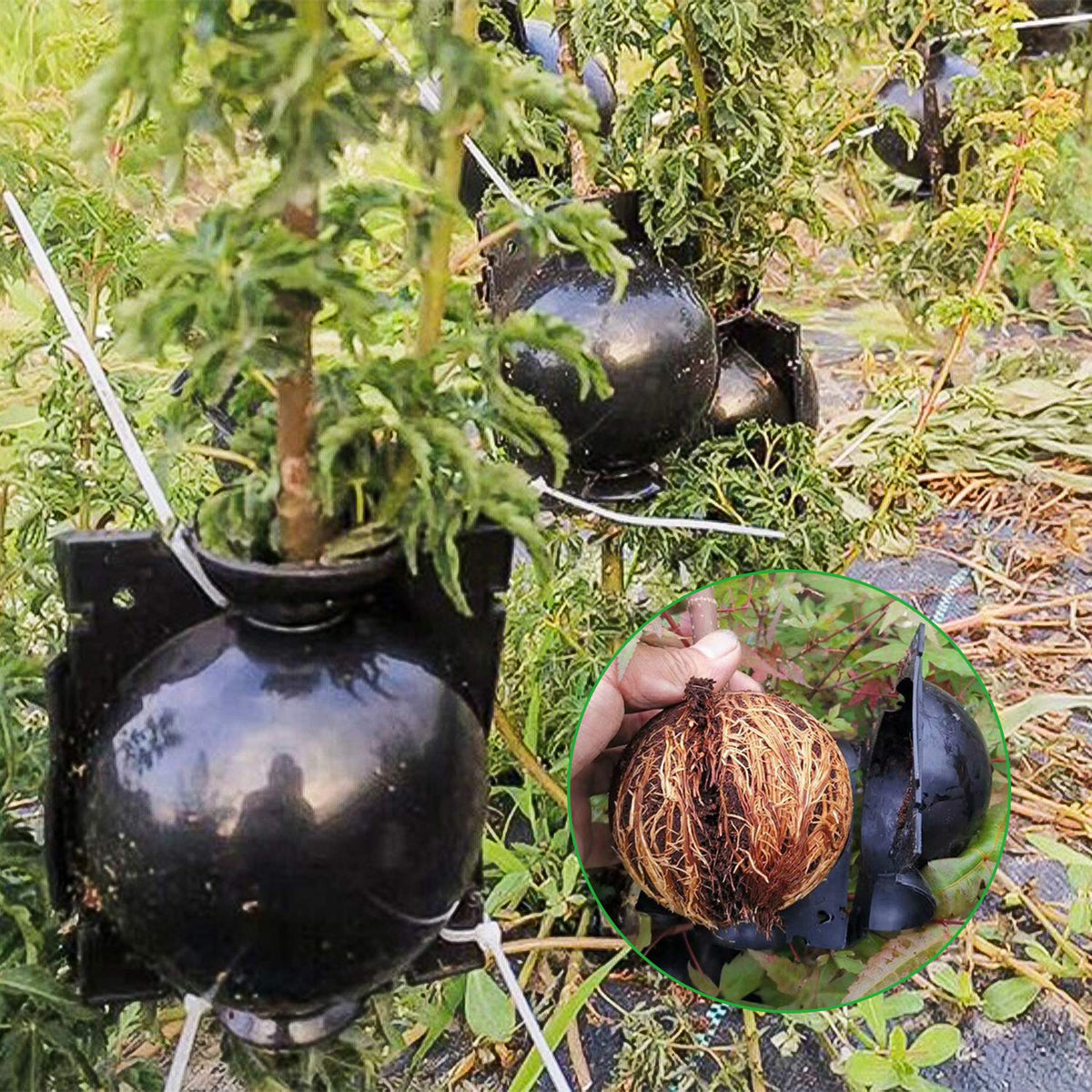 Air layering setup showing rooting box on branch
