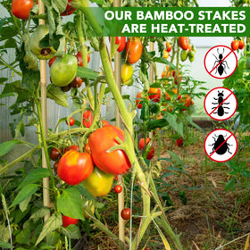 Taoskai beans-support stakes simplify climbing and harvest.