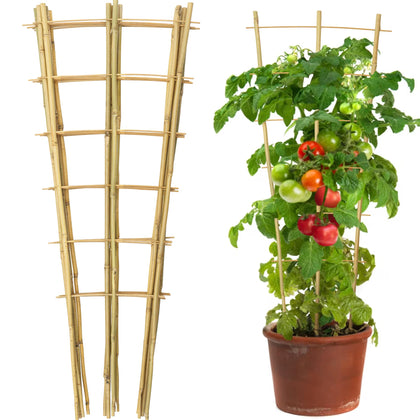 Taoskai bamboo trellis front view with elegant fan shape supporting climbing plants